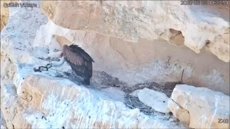 El pichón de buitre, al borde del acantilado, donde el dron le acercó comida. (Cortesía de Israel Raptor Nest Cam) El pichón de buitre, al borde del acantilado, donde el dron le acercó comida.