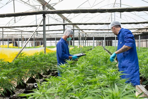 Plantación de cannabis en Israel. 