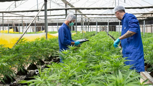 Plantación de cannabis en Israel. 
