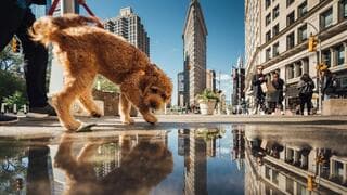 Good morning, New York, Nueva York (Estados Unidos).