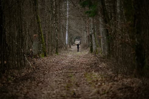 Los caminos del bosque entre paredes de árboles. 
