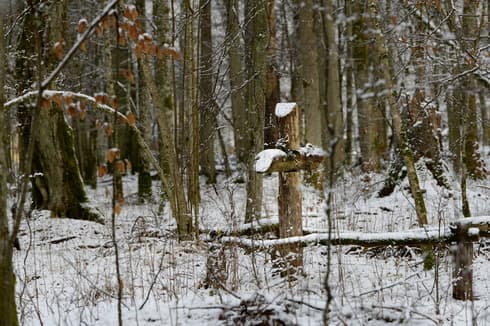 Una cruz de madera indica la ubicación de una fosa común de victimas del nazismo. (Ido Lempert) Una cruz de madera indica la ubicación de una fosa común de victimas del nazismo.