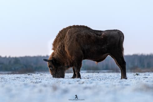 Bisonte europeo. 