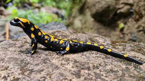 Esta clase de salamandras, manchadas de negro y amarillo, son venenosas y viven en cuerpos de agua clara. (Ofer Shinar, Nature and Parks Authority) Esta clase de salamandras, manchadas de negro y amarillo, son venenosas y viven en cuerpos de agua clara.
