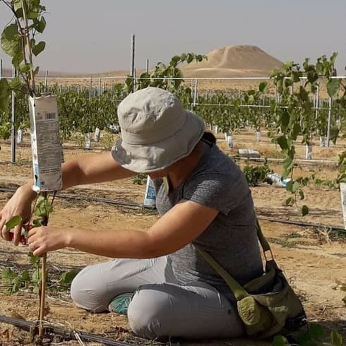 Israel demuestra un fenómeno inverso: convirtió desierto en tierras fértiles. (David Pinto) Desierto Planta