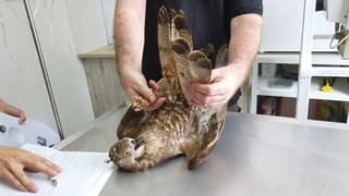 Águila abejera europea en tratamiento. 