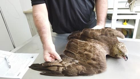 Águila abejera europea en tratamiento. 