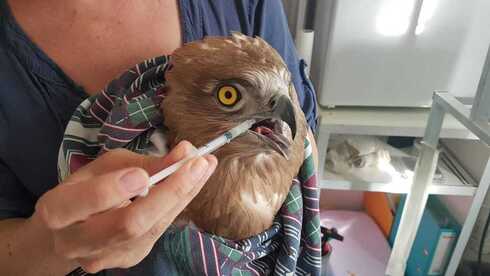 Águila culebrera en rehabilitación. 