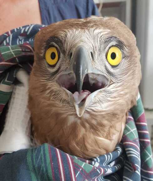Águila culebrera rescatada. 