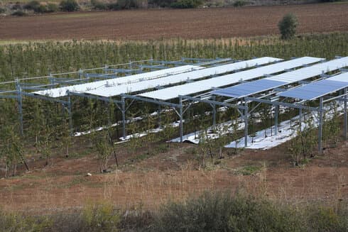 Ciruelo Solar 