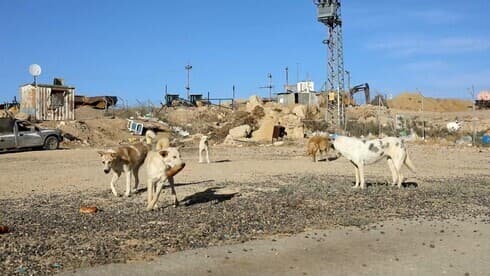 Perros salvajes cerca de un basural en el sur de Israel. 