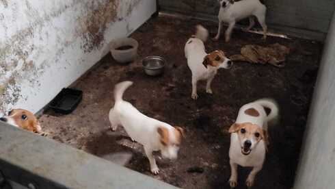 Perros rescatados de una granja ilegal. 