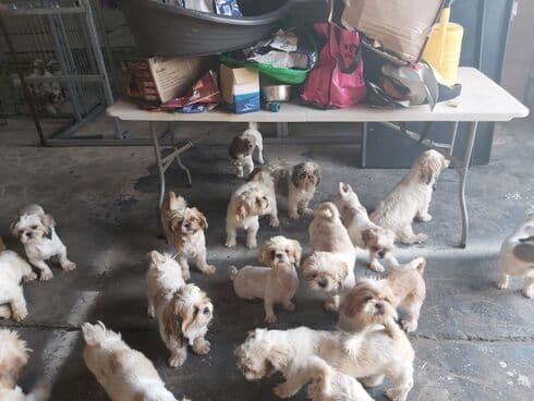 Cachorros de Shih Tzu encontrados en una granja clandestina en el norte de Israel. (Policía de Israel) Cachorros de Shih Tzu encontrados en una granja clandestina en el norte de Israel.