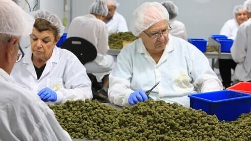 Procesamiento de cannabis medicinal. 