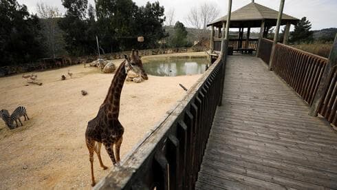 Una jirafa al lado de un camino vacío en el Zoológico bíblico de Jerusalem. 