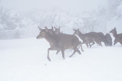 Nieve Bosque de Alces