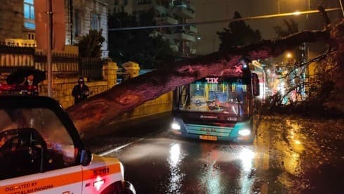 Los fuertes vientos derribaron un árbol que cayó sobre un autobús en Jerusalem sin producir heridos. Los fuertes vientos derribaron un árbol que cayó sobre un autobús en Jerusalem sin producir heridos.