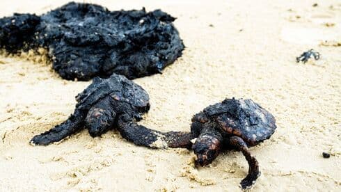 Tortugas cubiertas de alquitrán en la Reserva Natural de Gedor. 