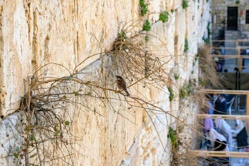 Aves y vegetación en el Muro de los Lamentos. (Yaniv Berman/Autoridad de Antigüedades de Israel) Aves y vegetación en el Muro de los Lamentos.