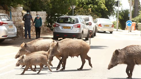 Jabalíes deambulan por las calles de Haifa.