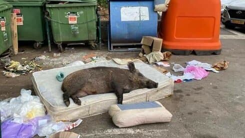 Un jabalí duerme sobre un colchón abandonado en Haifa. 