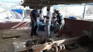 Antes de la pandemia un equipo de Senegal visitó el Parque Yotvata en Israel para entrenarse en la cría de avestruces. 