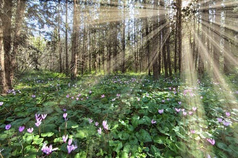 El sol brilla sobre los ciclámenes en el bosque de Tal Shahar.