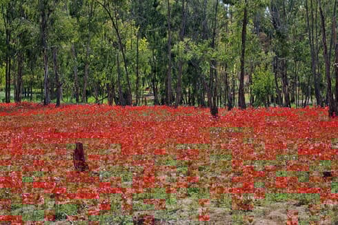 Campos de anémonas en el sur de Israel. 