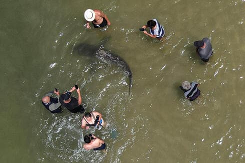 Los tiburones, a pocos centímetros de curiosos que toman fotografías con sus celulares. (AFP) Tiburones Hadera