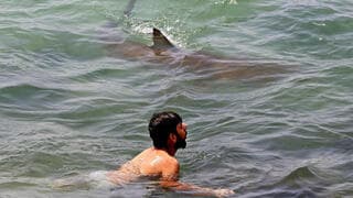 Tiburones Hadera