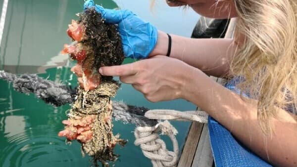 Un animal invertebrado marino llamado Tunicata cubierto de aceite. (Universidad de Tel Aviv) Un animal invertebrado marino llamado Tunicata cubierto de aceite.