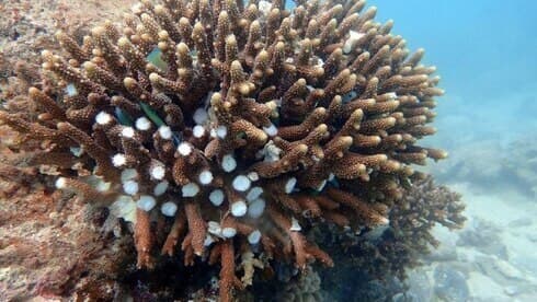 Un arrecife de coral en Eilat dañado por la contaminación. 