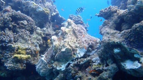 Un arrecife de coral contaminado por petróleo en Eilat. (Ministerio de Protección Ambiental) Un arrecife de coral contaminado por petróleo en Eilat.