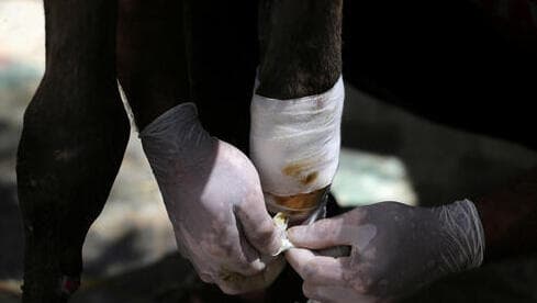Un hombre trata a un caballo que resultó herido durante los combates entre israelíes y palestinos, en el norte de la Franja de Gaza. 