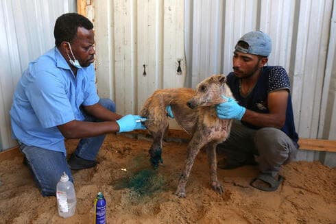 Voluntarios tratan a un perro que resultó herido durante los combates en Gaza. 