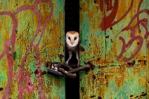 "La puerta". 