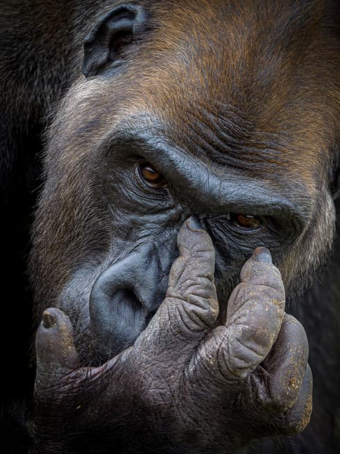 "Kangu". 