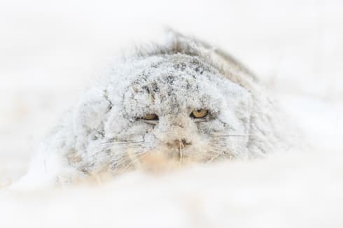 “Monstruo de las nieves” de Amit Eshel. 