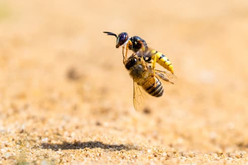 "La avispa y su presa". 