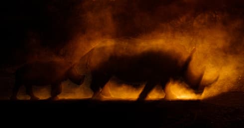 "El caldero de la creación". 