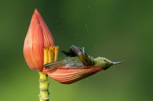 "Una bañera floral". 