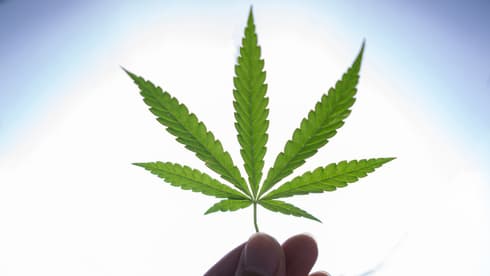 El cannabis medicinal podría resultar una forma muy eficaz de tratar la epilepsia en los niños. ( Shutterstock ) El cannabis medicinal podría resultar una forma muy eficaz de tratar la epilepsia en los niños.