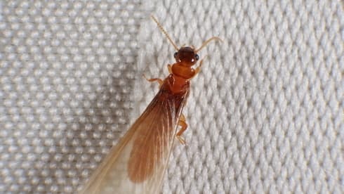 Termita subterránea de Formosa. 