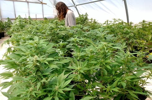 Israel avanza hacia la legalización del cannabis. 
