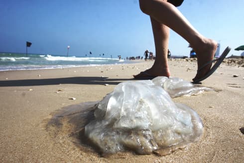 Las medusas invaden las playas israelíes. 