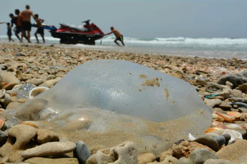 Según el doctor Zafrir Kuplic, las medusas desaparecerán de las playas israelíes en agosto. (Imagen de archivo/George Ginsberg) Según el doctor Zafrir Kuplic, las medusas desaparecerán de las playas israelíes en agosto.