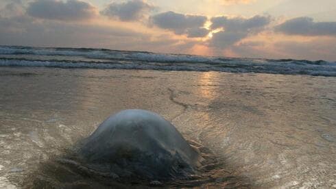 Una medusa en Rishon Lezion.