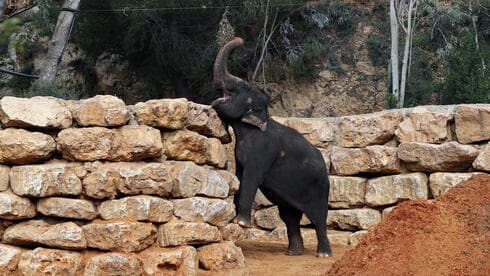 Zoológico Bíblico Jerusalem