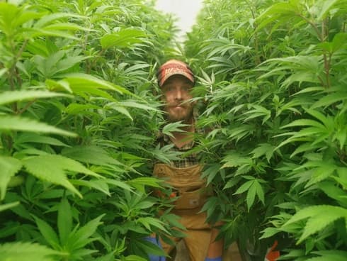 Matías Litvak: "Hay que acabar con la demonización del cannabis".