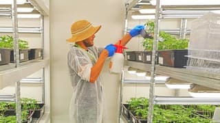 Maías Latvik en la empresa israelí Together Medical Cannabis.